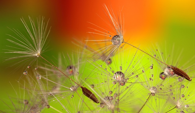 dandelion 2