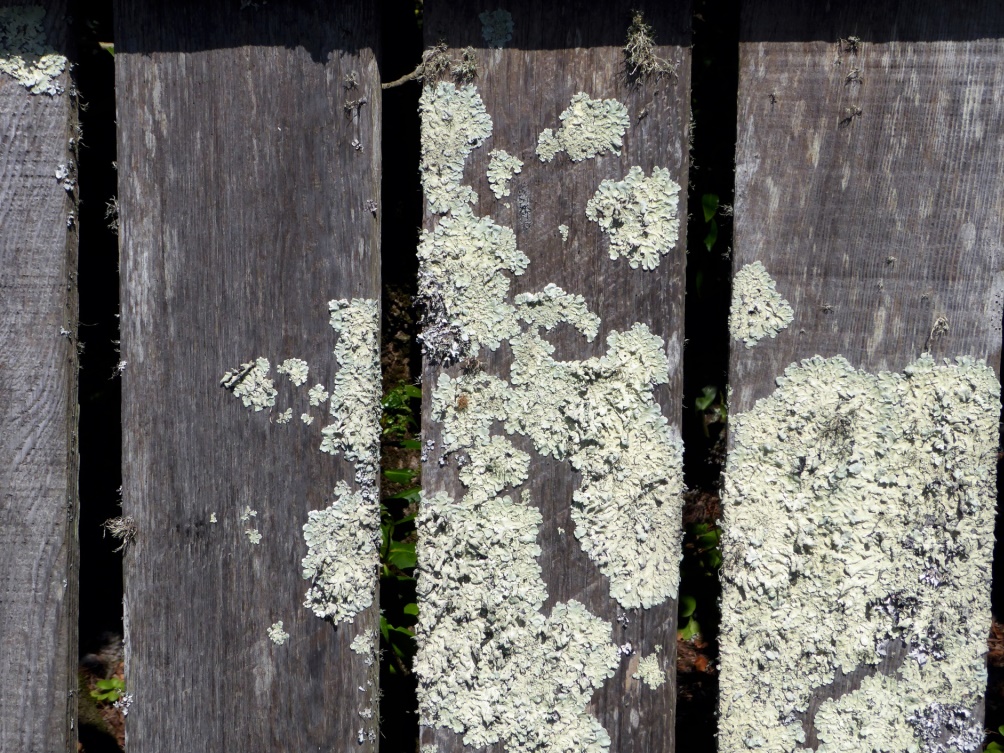 mold on the wall